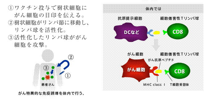 自家がんワクチン療法のイメージ