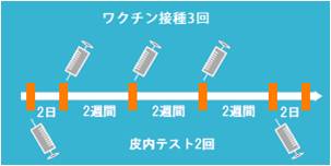 ワクチン接種間隔イメージ