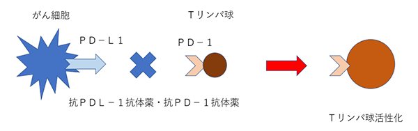 免疫チェックポイント阻害薬によるTリンパ球活性化の回復イメージ